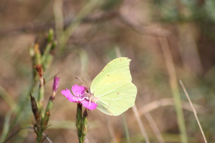 alcune farfalle da confermare ID